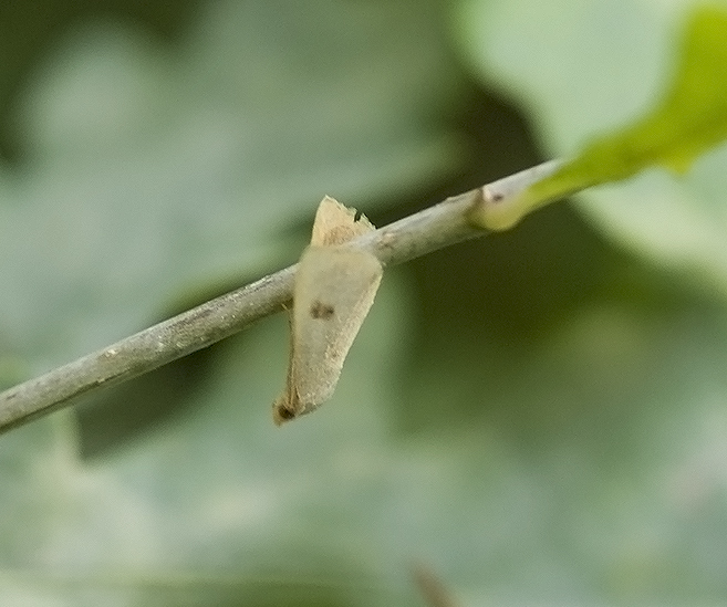 Maradana fuscolimbalis  - Pyralidae ?  No, Rivula sericealis - Erebidae